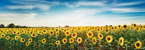 4FK3111-Sunflower-field-Plateau-Valensole-Provence-France-PAYSAGE--Frank-Krahmer