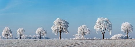 4FK3154-Alley-tree-with-frost-Bavaria-Germany-PAYSAGE--Frank-Krahmer