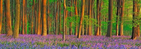 4FK3164-Beech-forest-with-bluebells-Hampshire-England-PAYSAGE--Frank-Krahmer
