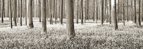 4FK3166-Beech-forest-with-bluebells-Belgium-PAYSAGE--Frank-Krahmer
