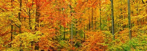 4FK3174-Beech-forest-in-autumn-Kassel-Germany-PAYSAGE--Frank-Krahmer