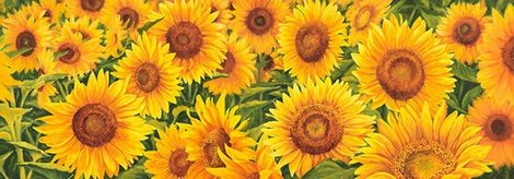 4LC1784-Field-of-Sunflowers-FLEURS--Luca-Villa