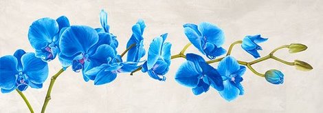 Image 4MI1349 Blue Orchid FLEURS  Shin Mills