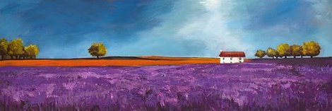 Image 4PB438 Field of lavender PAYSAGE  Philip Bloom