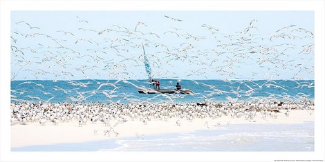 Image Madagascar Seabirds Philip Plisson MARIN