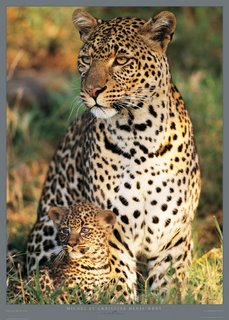 Leopards-mere-enfant-Panthera-pardus-Masai-Mara-(Kenya)--Philip-Plisson-ANIMAUX-