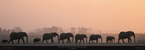 Troupeau-d-Elephants-Loxodonta--MC-Denis-Huot-ANIMAUX-