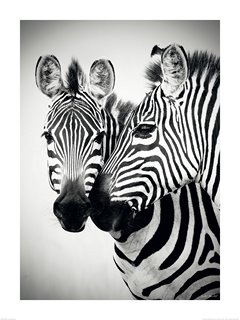 Couple-de-zebres-MC-Denis-Huot-ANIMAUX-