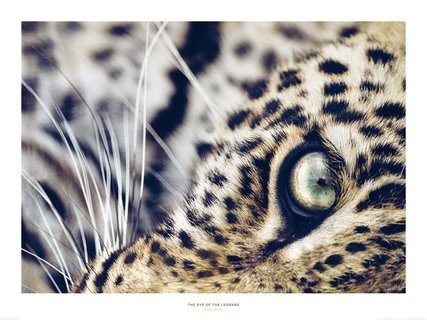 The-eye-of-the-leopard-MC-Denis-Huot-ANIMAUX