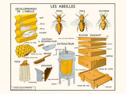 Les-abeilles-SE_Abeille
