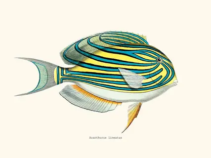 Salam-Editions-Acanthurus-lineatus-SE_ACANTHURUSLI