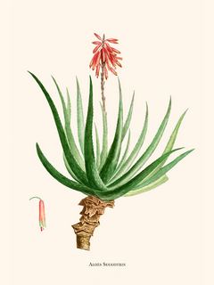 Aloes-Soccotrina-SE_AloesSoccotrinacopie