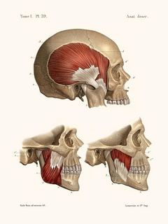 Anatomie-Pl39-Crane-et-ses-muscles-SE_Anat.Pl39