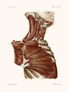 Anatomie-Pl44-Buste-d`homme-SE_Anat.Pl44