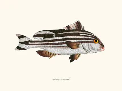 Salam-Editions-Anthias-diagramma-SE_ANTHIASDIAGR