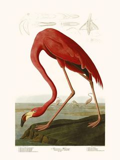 American-Flamingo-SE_AuduAmericanflamingo