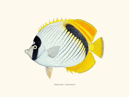 Salam-Editions-Chaetodon-lineolatus-SE_CHAETODONLIN