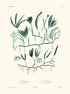 Salam-Editions-Chauvinia-PL23--La-Coquille-SE_CHAUVINIAPL2