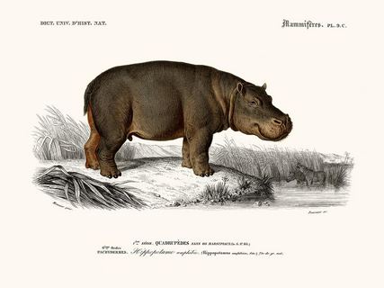 Hippopotame-SE_DorbHippopotamepaysage