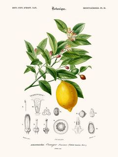 Limonaire,-Citronier-SE_DorbLimonaire
