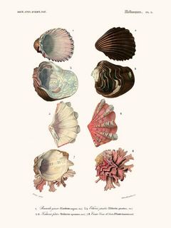 Mollusques-Pl5-SE_DorbMollusquesPl5