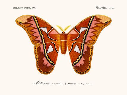 SE_DorbPapAttacus-Papillon-Attacus