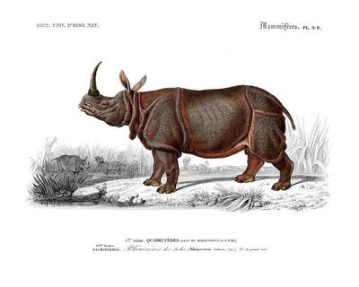 Rhinoceros-SE_DorbRhinoceros