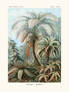 Salam-Editions-Filicina--d-Ernst-Haeckel-SE_FILICINAEDER