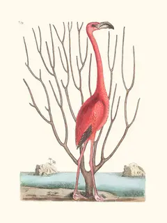 Salam-Editions-Flamant-des-Bahamas-SE_FLAMANTDESBA
