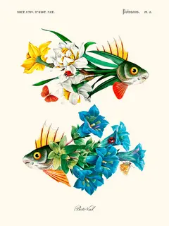 Flower-Fish-Beto-Val