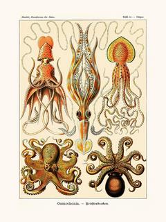 Octopus-SE_HaeckOctopus