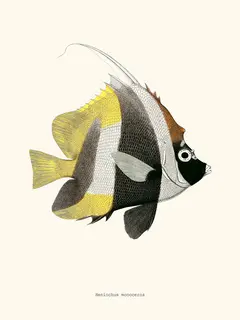 Salam-Editions-Heniochus-monoceros-SE_HENIOCHUSMON