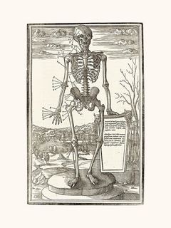 Human-Skeleton-SE_Human_skeleton