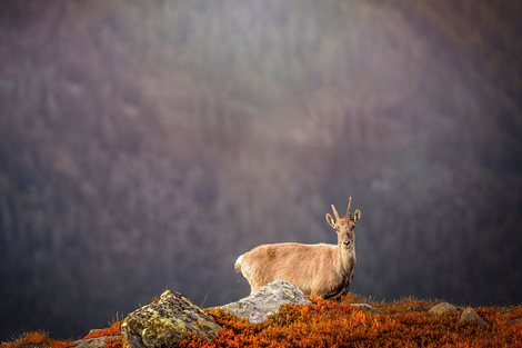 Ibex----Cyrille-Quintard
