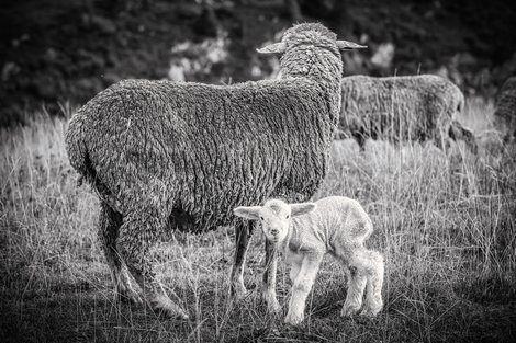 Mouton----Cyrille-Quintard