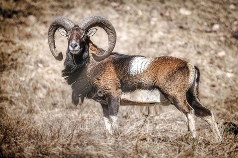 Mouflon----Cyrille-Quintard