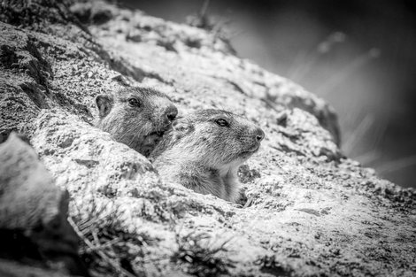 Terrier-Marmotte----Cyrille-Quintard