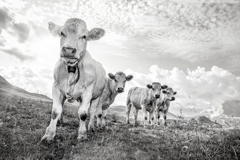 Vache-Poutran----Cyrille-Quintard