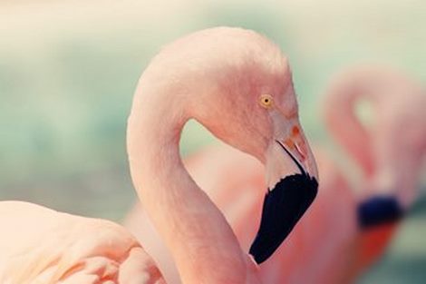 Tableau-deco-plexiglass Pink-Flamingo-4mm