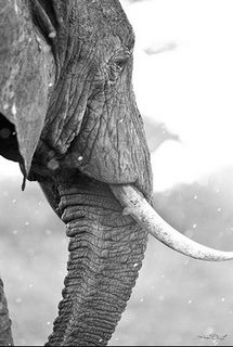 Tableau-deco-plexiglass Savane-Elephant-Profil-4Mm