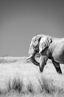 Tableau-deco-plexiglass Namibie-elephant---Tony-DIVET