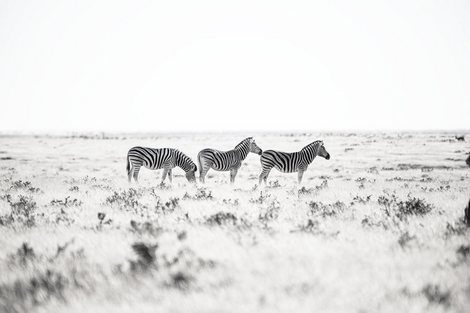 Namibie-prairie-zebres---Tony-DIVET