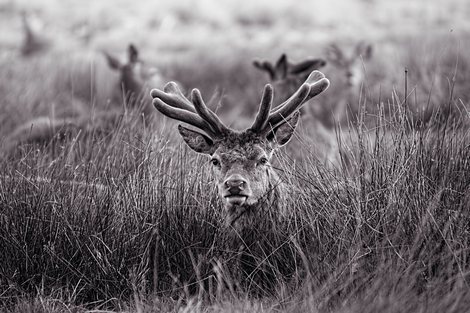 Montagne-Velvet-Antlers-