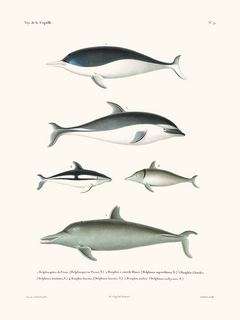 Dauphins---La-Coquille-SE_LaCoquilleDauphins