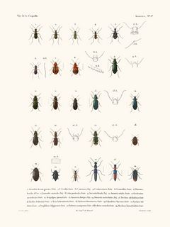 SE_LaCoquilleInsectesPL1-Insectes-PL1---La-Coquille