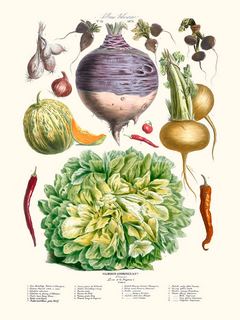 Legumes-anciens-Vilmorin-N24-Salade-SE_LegumesanciensVilmorinAndrieuxN24