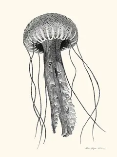 Lison-Trepos-Tanneau-Meduse-SE_MEDUSE