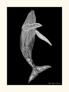 Lison-Trepos-TanneauBaleine-SE_BALEINE