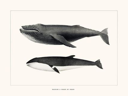 Baleine-a-bosse-et-Orque-SE_MelBaleineabosseetorquex