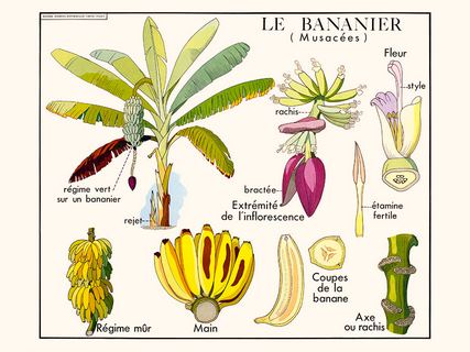 Image Le bananier SE_N_3LeBananier